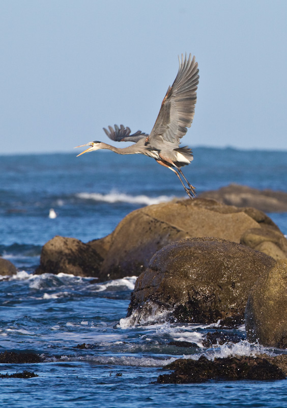 Great Blue Heron Taking Flight